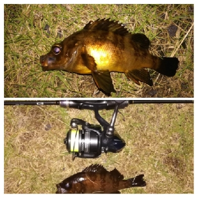 メバリンガー1900〜2045