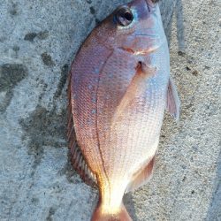 キス釣り　～夕方のアジ～