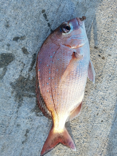 キス釣り　～夕方のアジ～