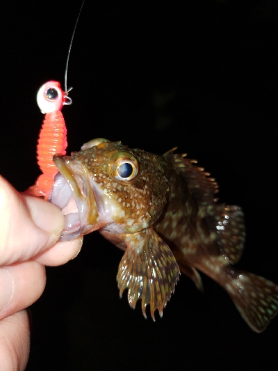 ジグヘッドに‼️