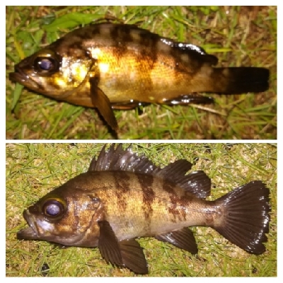 アジンガー1900〜2145