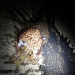 春アオリ!まだまだ!