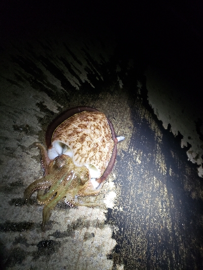 春アオリ!まだまだ!