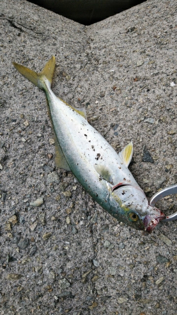 話題のツバス。日中でも釣れますね！