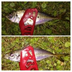 アジンガー2100〜2151