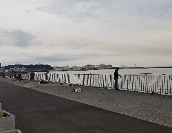 カタクチイワシ大群