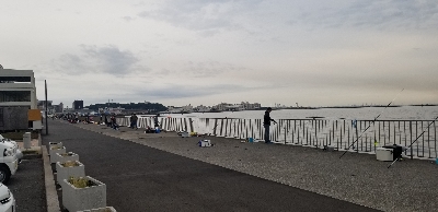 カタクチイワシ大群