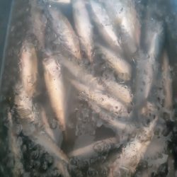 アオリとコサバ