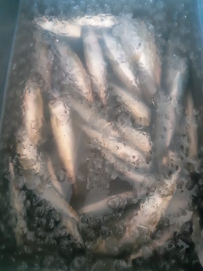 アオリとコサバ