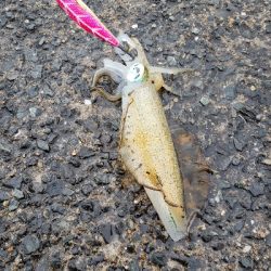 爆風エギング！