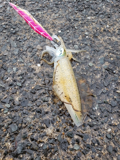 爆風エギング！