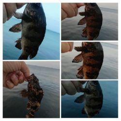 アジンガー1815〜1930