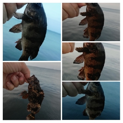 アジンガー1815〜1930