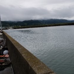 今日は食いが良いみたいです