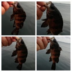 アジンガー1815〜1900