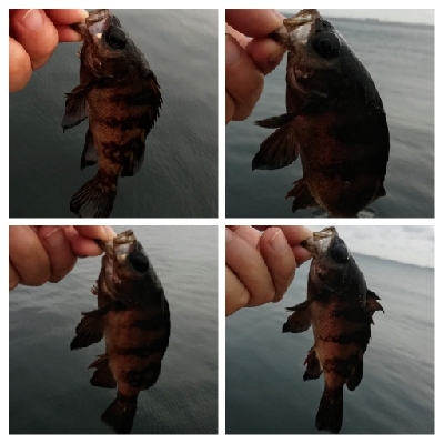 アジンガー1815〜1900