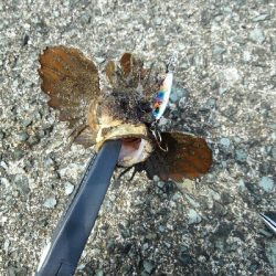 2019年6月10日釣行in福吉漁港