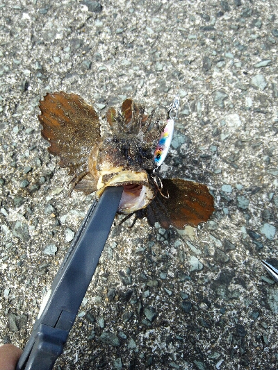 2019年6月10日釣行in福吉漁港