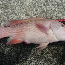 なぜかコブダイ