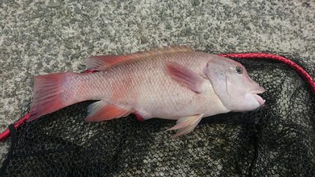 なぜかコブダイ