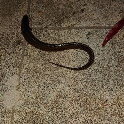 小潮なのに・・・