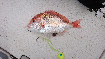 なんとか真鯛ゲット