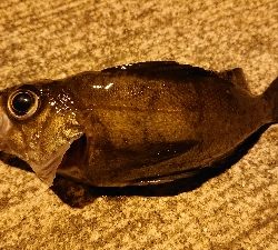 ウナギとアナゴとメバル