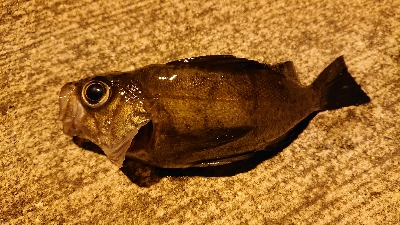 ウナギとアナゴとメバル