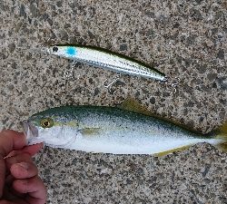 朝練！ツバス狙いで！