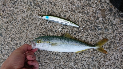 朝練！ツバス狙いで！