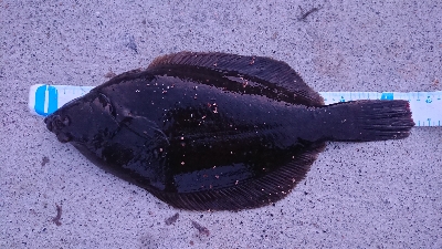 カレイ＆アナゴ＆その他