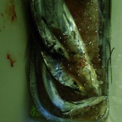 久しぶりのテンヤ