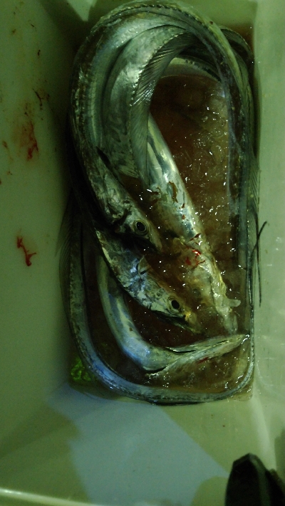 久しぶりのテンヤ