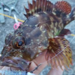 オールでアジング！