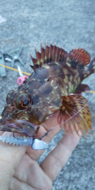 オールでアジング！