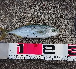 ブリ！サワラ！