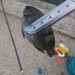 サビキ時々アジング