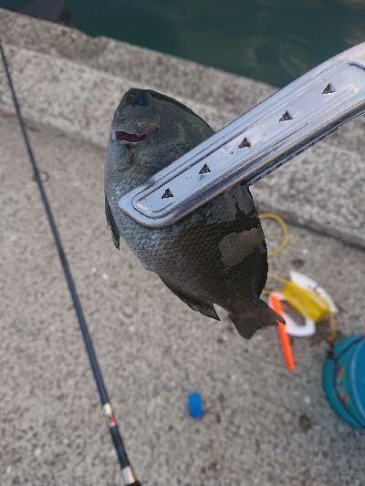 サビキ時々アジング