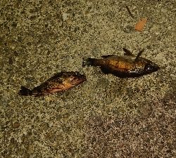 メバリング成立！