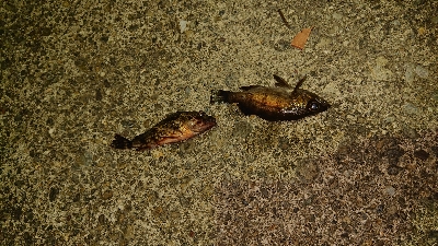 メバリング成立！