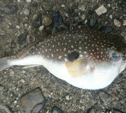 マゴチ狙いで鈴鹿の漁港に行ってきましたが。。