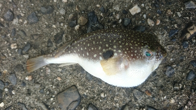 マゴチ狙いで鈴鹿の漁港に行ってきましたが。。