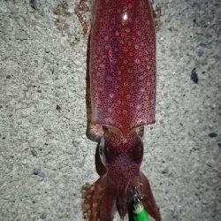 仕事終わりのケンサキ狙い