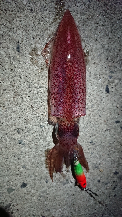 仕事終わりのケンサキ狙い