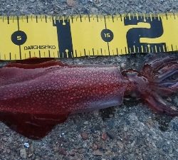 仕事終わりのケンサキ狙い