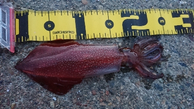 仕事終わりのケンサキ狙い