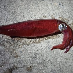 仕事終わりケンサキエギング