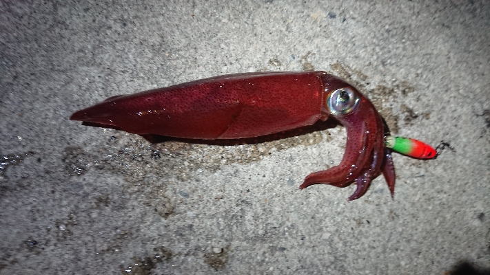 仕事終わりケンサキエギング