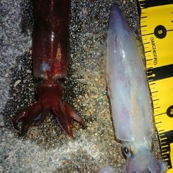 昨日に引き続き