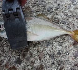 豆アジング修行